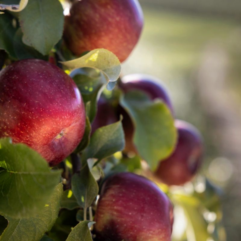 Bi-coloured Apple, Royal Gala Golden Bay Fruit Orchards, NZ